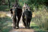 indien_elefanter_costum.htm (335781 bytes)