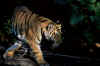 indien_tiger2+_costum.htm (137939 bytes)